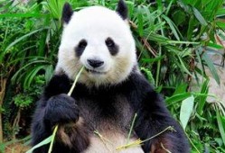 娱乐吃瓜酱功勋大熊猫,国宝传奇，熊猫界的明星风采