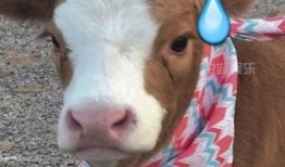 娱乐吃瓜君抖音号,带你领略娱乐圈幕后风云