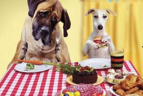 娱乐吃瓜养狗视频在线观看